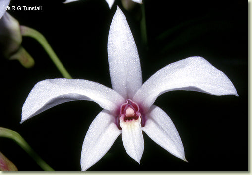 Dendrobium dicuphum (Affine)