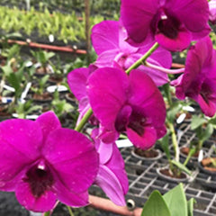 Dendrobium (Orawan Red x Thailand) (Hybrid Flask - Whiskey Bottle) ex Thailand
