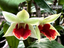 Dendrobium Jairak Green Frost