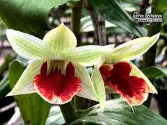 Dendrobium Jairak Green Frost