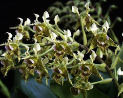 Dendrobium Macrophyllum (syn. gordoni) (Fragrant Species)