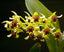 Dendrobium shiraishii (Species)
