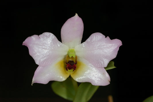 Dendrobium trantuanii
