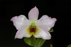 Dendrobium trantuanii