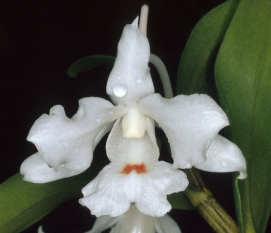 Dendrobium virgineum