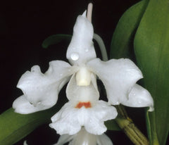 Dendrobium virgineum