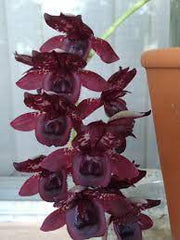 Catasetum Midnight Soul