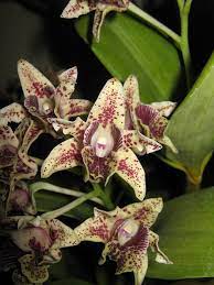 Dendrobium Macrophyllum x Tapiniense (Rare)