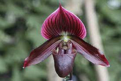 (In Bud Now) Paph. Shin Yi Apple x (Hung Sheng Red Apple x Hung Sheng Bay)