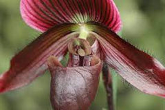 (In Bud Now) Paph. Shin Yi Apple x (Hung Sheng Red Apple x Hung Sheng Bay)
