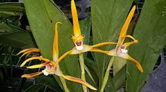 Maxillaria triloris (Fragrant)