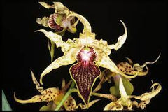 Dendrobium alexandrae (Latourea)