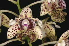 Dendrobium Alexandrae X Convolutum X Tapiniense