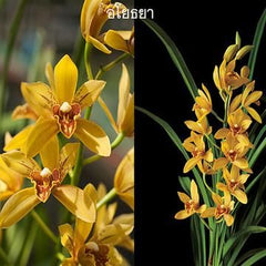 Grammatocymbidium Ayodhaya