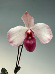 Paph. delenatii fma. vini ('Succubus' x 'Purple WIngs')