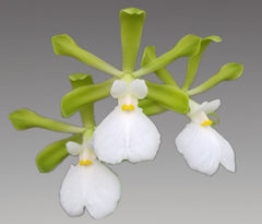 Encyclia cordigera var. alba