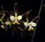 Encyclia alata