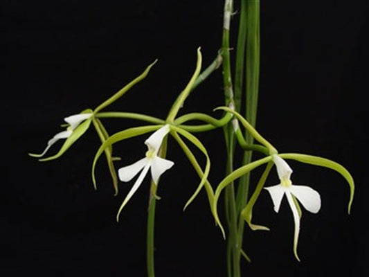 Coilostylis parkinsoniana