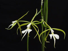 Coilostylis parkinsoniana