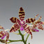 Phalaenopsis mariae (Species from Philippines)