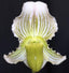 Paphiopedilum fairrieanum album