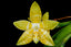 Phalaenopsis amboinensis var. flava stem prop (RARE SPECIES - Fragrant)