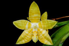 Phalaenopsis amboinensis var. flava stem prop (RARE SPECIES - Fragrant)