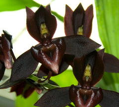 Catasetum Ten Dragon