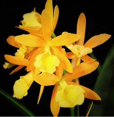 COMBO OF 10 CATTLEYA SEEDLINGS