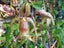 Paphiopedilum Shin-Yi Sanders (Michael Koopowitz x philippinense)