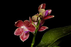 Phalaenopsis Or Singer (javanica × speciosa)