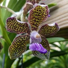 Vanda Arjuna (Pda. Mimi Palmer x V. tessellata) HIGHLY FRAGRANT