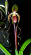 Paphiopedilum Chiu Hua Dancer (gigantifolium x sanderianum)