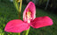 Disa premier '3'