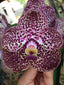 Vanda Kulwadee Fragrance No. 525