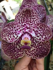 Vanda Kulwadee Fragrance No. 525