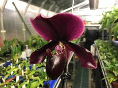 (In Spike Now) Paphiopedilum (Hung Shen Bayx Red Shift)