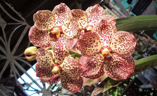 Vanda ASEAN Butterfly MC