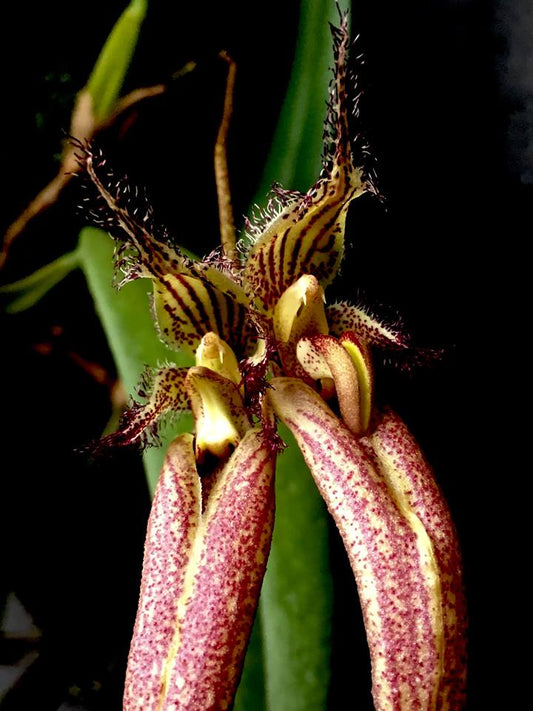 (IN FLOWER SPIKE) Bulbophyllum Fascination ‘Bill’s Pride’ HCC/AOS
