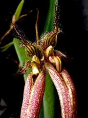 (IN FLOWER SPIKE) Bulbophyllum Fascination ‘Bill’s Pride’ HCC/AOS