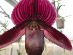 (In Bud Now) Paph. Shin Yi Apple x (Hung Sheng Red Apple x Hung Sheng Bay)