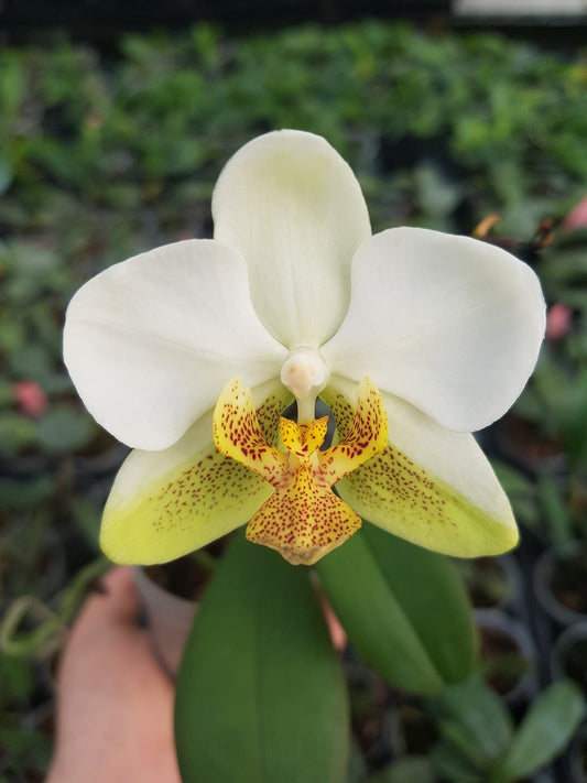 Phalaenopsis 'Leda' (Phalaenopsis amabilis × Phalaenopsis stuartiana)