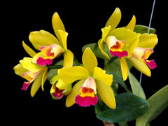 COMBO OF 10 CATTLEYA SEEDLINGS