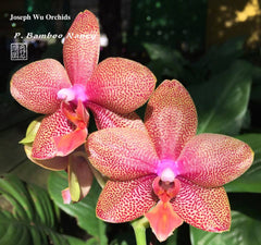 Phalaenopsis Bamboo Nancy (Mericlone)