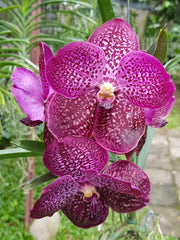 Vanda Kru Chom 'Red Butterfly' MC