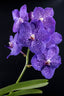 Vanda Somsri Glory 'Blue'