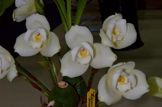 Lycaste john ezzy x macama