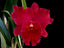 Rhyncholaeliocattleya Hey Song (Flask, ex Thailand)