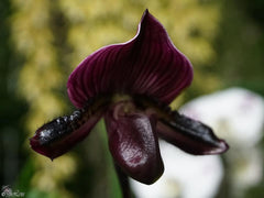 Paphiopedilum (Hsinying Par x Shadow Dancer) x Hsinying Book Black