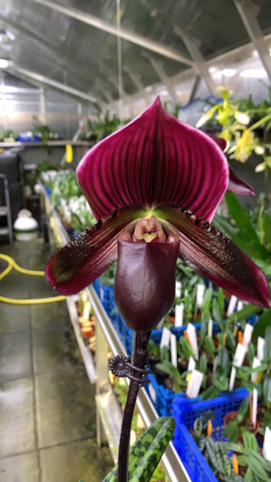 Paphiopedilum (Shin-Yi Heart x Hung Sheng Bay) x (Hung Sheng Bruno x Hsinying Web)